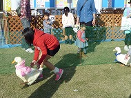 飼い犬しつけ教室